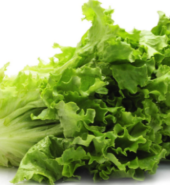 LECHUGA CRESPA X UNIDAD