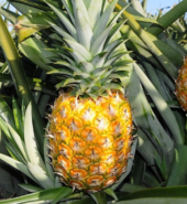 PIÑA OROMIEL * unidad cada uno pesa 3 libras