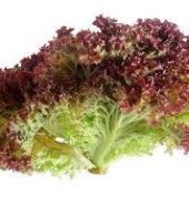 LECHUGA MORADA X UNIDAD