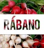 RABANO
