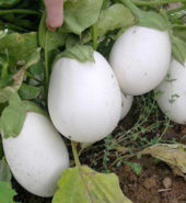 BERENGENA BLANCA
