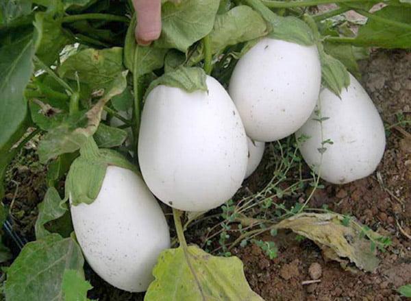 BERENGENA BLANCA